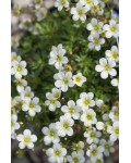 Saxifraga Arendsii Ice Colors Pearl White